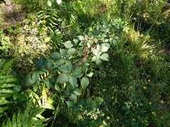 Rubus echinatus