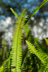 Nephrolepis flexuosa