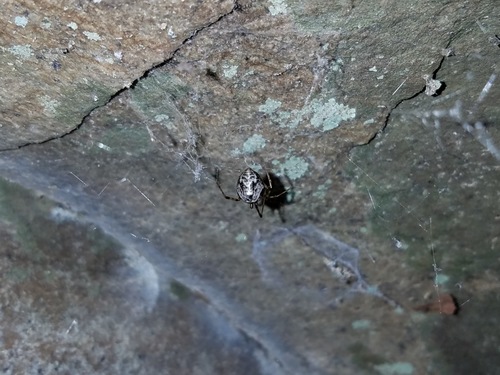 Common House Spider photo 6
