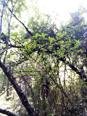 Coprosma pedicellata