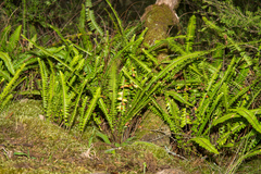 Nephrolepis flexuosa