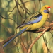 Yellow Rosella - Photo (c) Jeff Melvaine, some rights reserved (CC BY-NC), uploaded by Jeff Melvaine