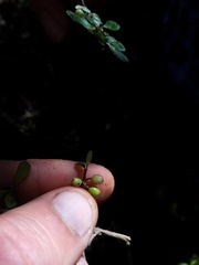 Coprosma pedicellata