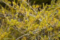 Kunzea tenuicaulis