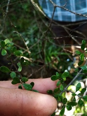 Coprosma pedicellata