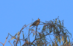 Philemon citreogularis