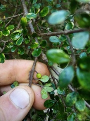 Coprosma pedicellata