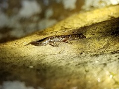 Plethodon petraeus