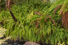Nephrolepis flexuosa