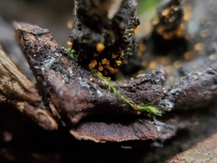 Eustilbum aureum