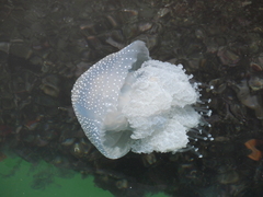 Phyllorhiza punctata