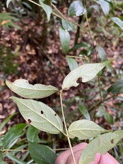 Viburnum integrifolium