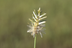 Ptilotus fusiformis