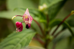 Impatiens rubriflora