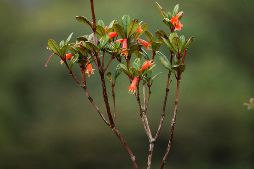 Rhododendron retusum observed 2013-07-16