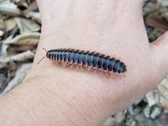 Apheloriini