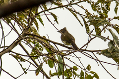 Pycnonotus leucogrammicus