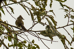 Pycnonotus leucogrammicus