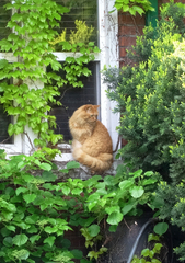 Domestic Cat photo 6
