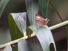 Abisara savitri