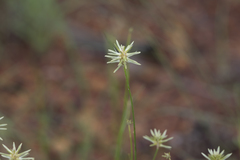 Ptilotus fusiformis