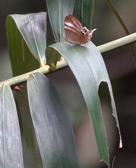 Abisara savitri