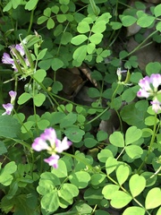 Astragalus sinicus