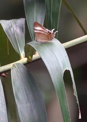 Abisara savitri