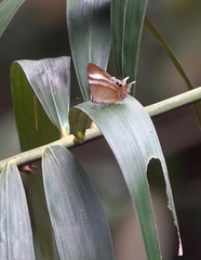 Abisara savitri
