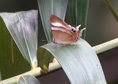 Abisara savitri