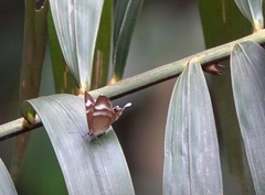 Abisara savitri