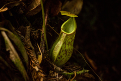 Nepenthes pectinata