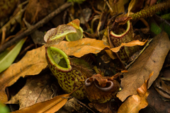 Nepenthes pectinata
