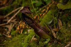 Nepenthes spathulata