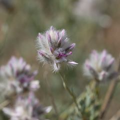 Ptilotus whitei