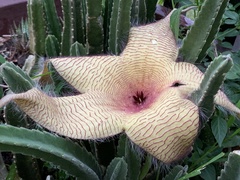 Stapelia gigantea gigantea