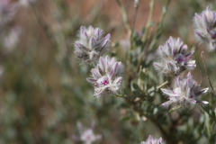 Ptilotus whitei