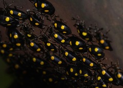 Eumorphus marginatus