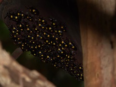 Eumorphus marginatus