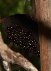 Eumorphus marginatus