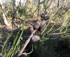 Allocasuarina mackliniana