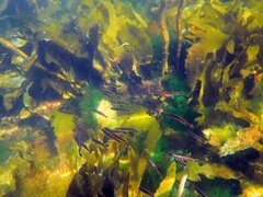 Trachinops caudimaculatus