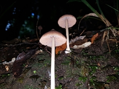 Entoloma latericolor