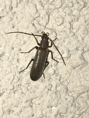 Sparedrus aspersus