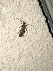 Sparedrus aspersus