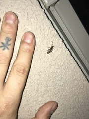 Sparedrus aspersus