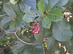 Gmelina dalrympleana