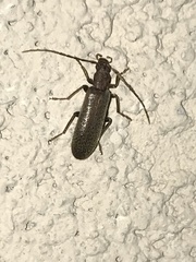 Sparedrus aspersus