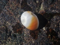 Polinices powisianus
