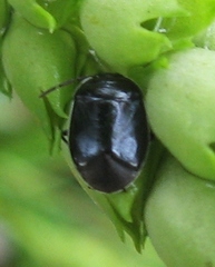 Sehirus cinctus albonotatus